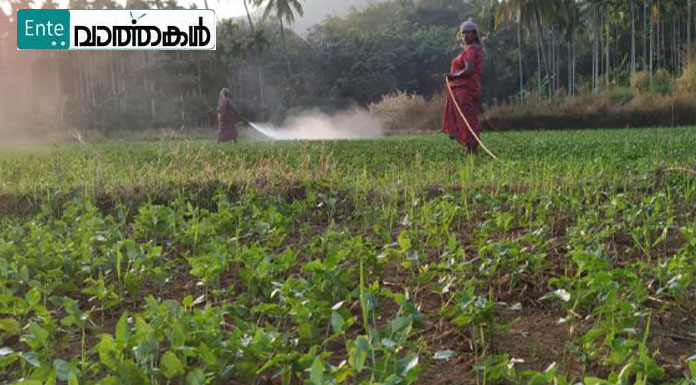 ബളാല്‍ പാടശേഖരത്തില്‍ അമ്മമാരുടെ കൃഷി ഗാഥ