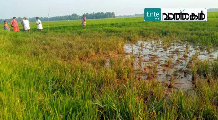 ചൂട് കൂടുന്നു, പാടത്ത് പുളിരസവും