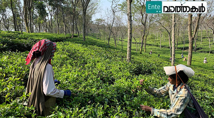 തോട്ടം മേഖലയ്ക്ക് പ്രത്യേക നയം: 21 ന് കൊച്ചിയിൽ ശിൽപ്പശാല