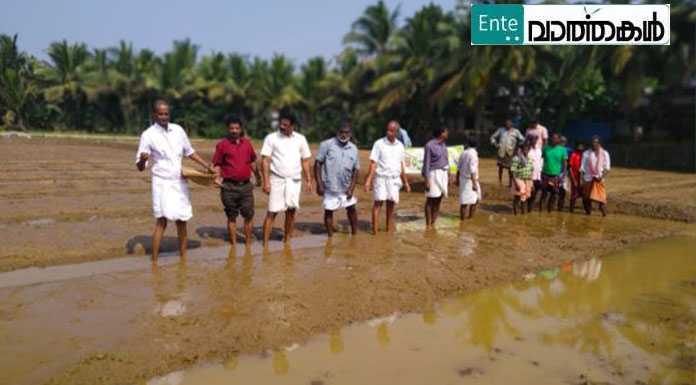 20 വര്‍ഷങ്ങള്‍ക്ക് ശേഷം പെരുമ്പലം പാടശേഖരത്തില്‍ പുഞ്ചകൃഷി