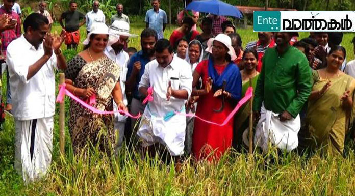 ആനവിരട്ടയില്‍ കൊയ്ത്തുത്സവം ആഘോഷമാക്കി വിദ്യാര്‍ത്ഥികള്‍