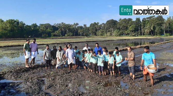 നല്ല കൃഷി പാഠങ്ങളുമായി മണ്ണഞ്ചേരി ഗ്രാമ പഞ്ചായത്തിന്റെ ‘വയല്‍ പച്ച’