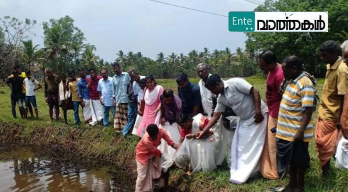 ഒരു നെല്ലും ഒരു മീനും പദ്ധതി; രണ്ടാം ഘട്ടം തുടക്കമായി