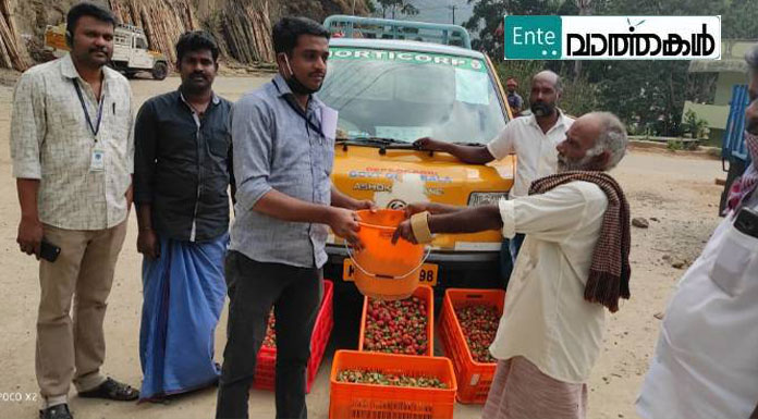 കര്‍ഷകര്‍ക്ക് ആശ്വാസം : ഹോര്‍ട്ടികോര്‍പ്പ് സ്ട്രോബറി സംഭരിച്ചു തുടങ്ങി