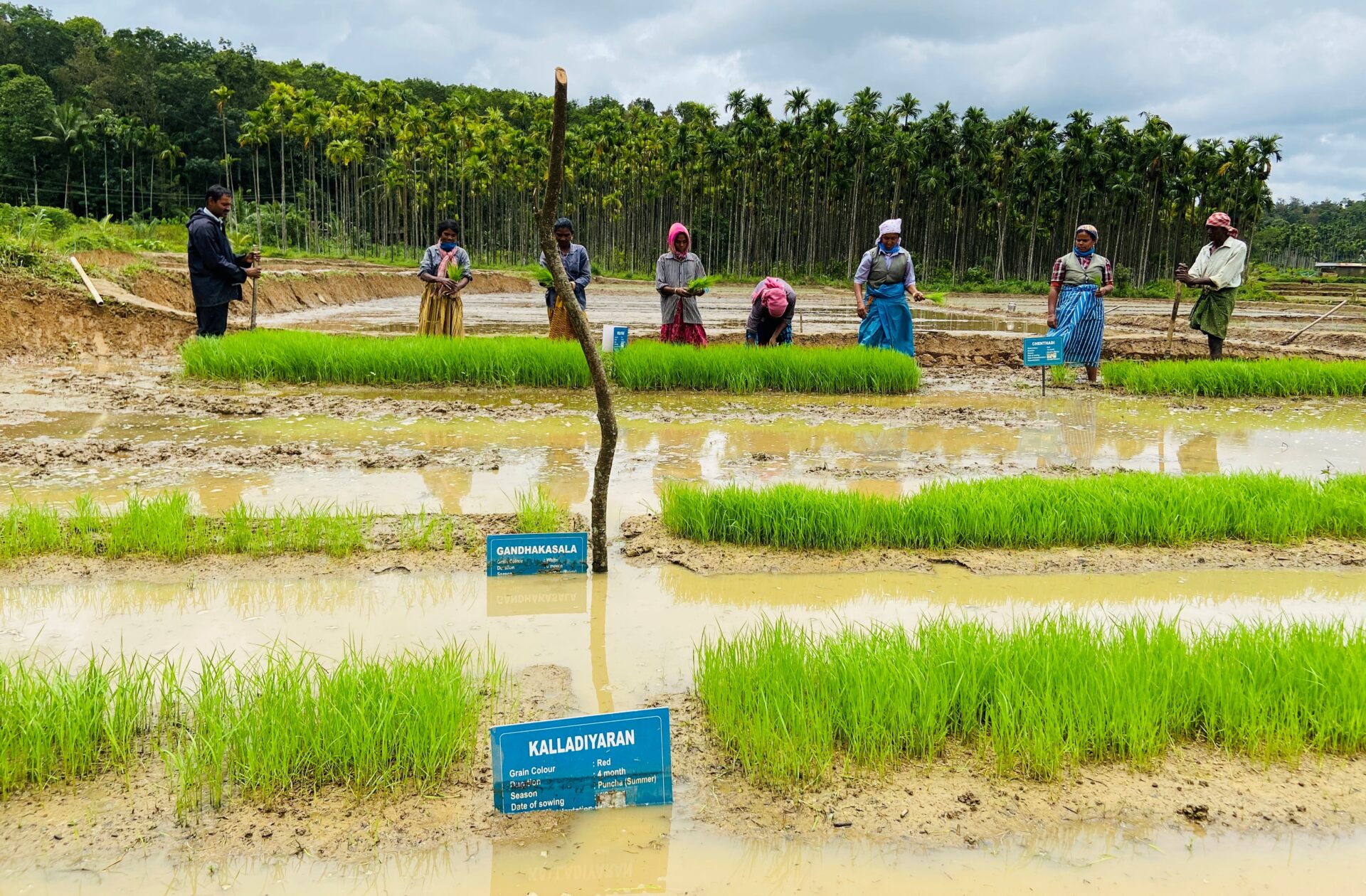 പരമ്പരാഗത നെല്ലിനങ്ങളുടെ ഉത്പാദനക്കുറവ്: പരീക്ഷണ കൃഷിയുമായി സ്വാമിനാഥന്‍ ഫൗണ്ടേഷന്‍