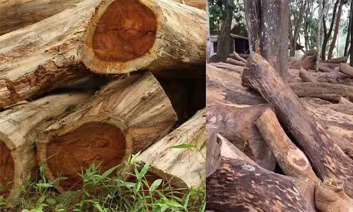 മരംമുറി മന്ത്രിമാരുടെ അറിവോടെ; പലതവണ കൂടിയാലോചനകള്‍ നടന്നു