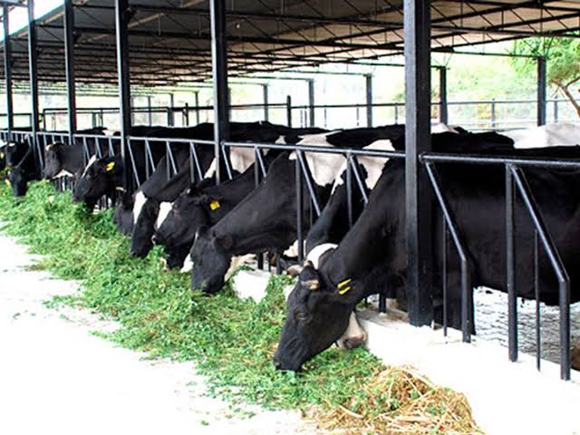 ക്ഷീര കർഷക വിരുദ്ധ ഉത്തരവ് പിൻവലിച്ച് കർഷകരുടെ ആശങ്കയകറ്റണം -കെ എ ആൻ്റണി