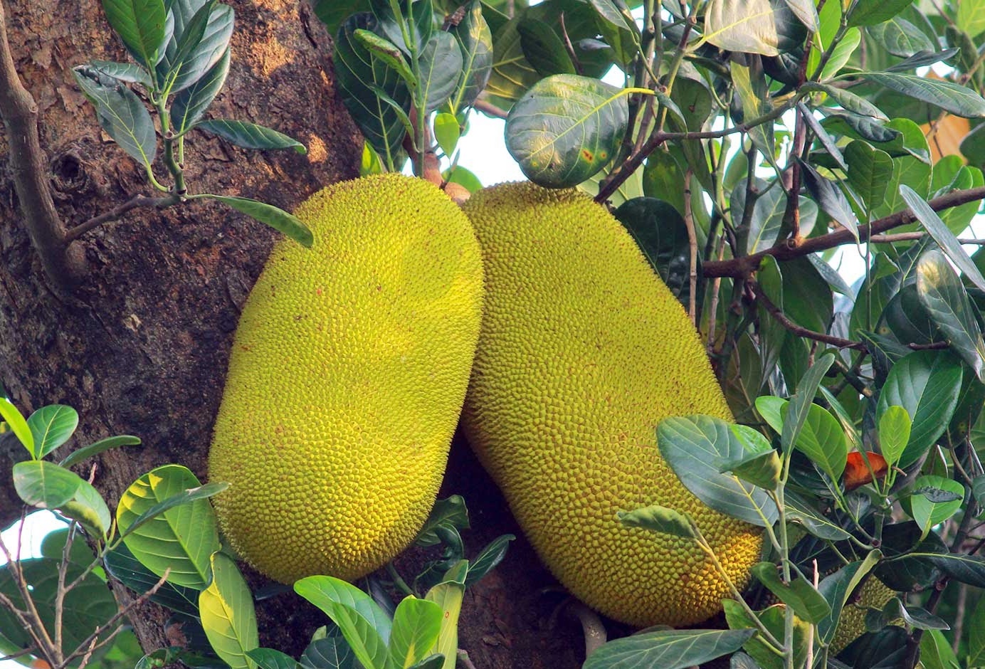 ചക്കയുണ്ടോ ഞങ്ങൾ എടുത്തോളാം