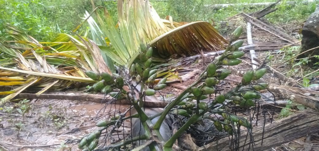 പൊഴുതന പഞ്ചായത്തിലെ സേട്ടുക്കുന്ന് പ്രദേശങ്ങളിൽ കാട്ടാന ശല്യം രൂക്ഷം