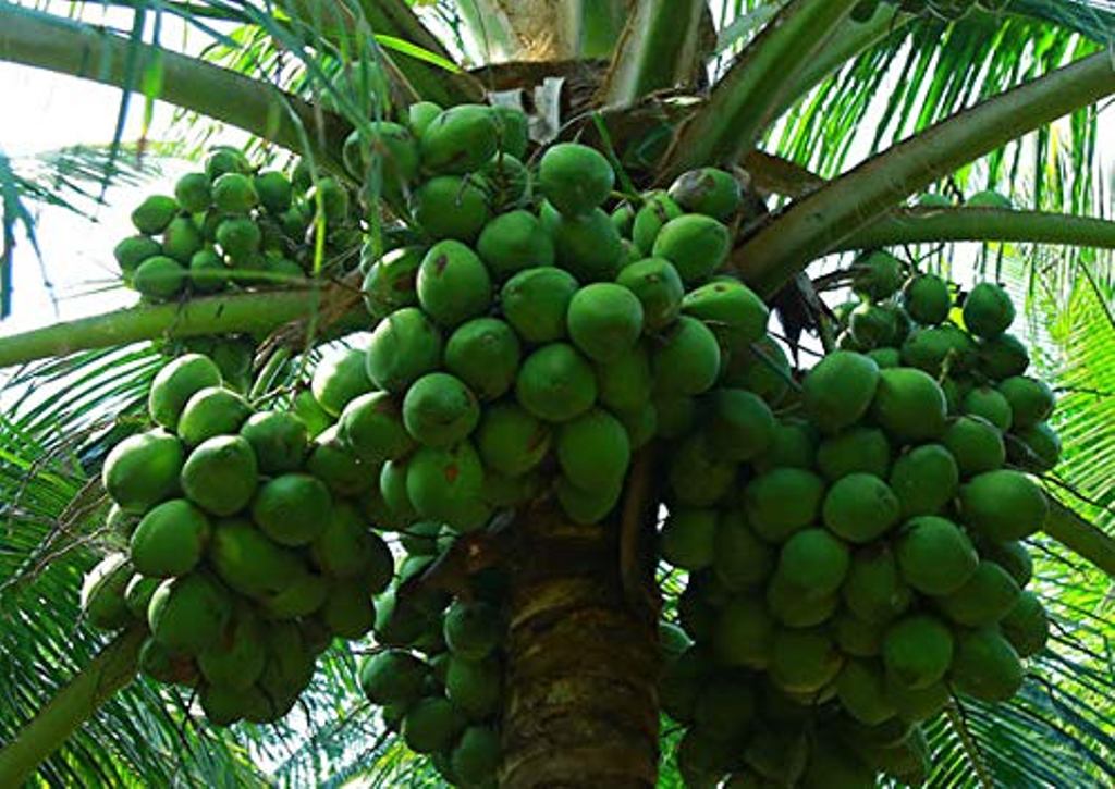 ഇന്ന് ലോക നാളികേര ദിനം
