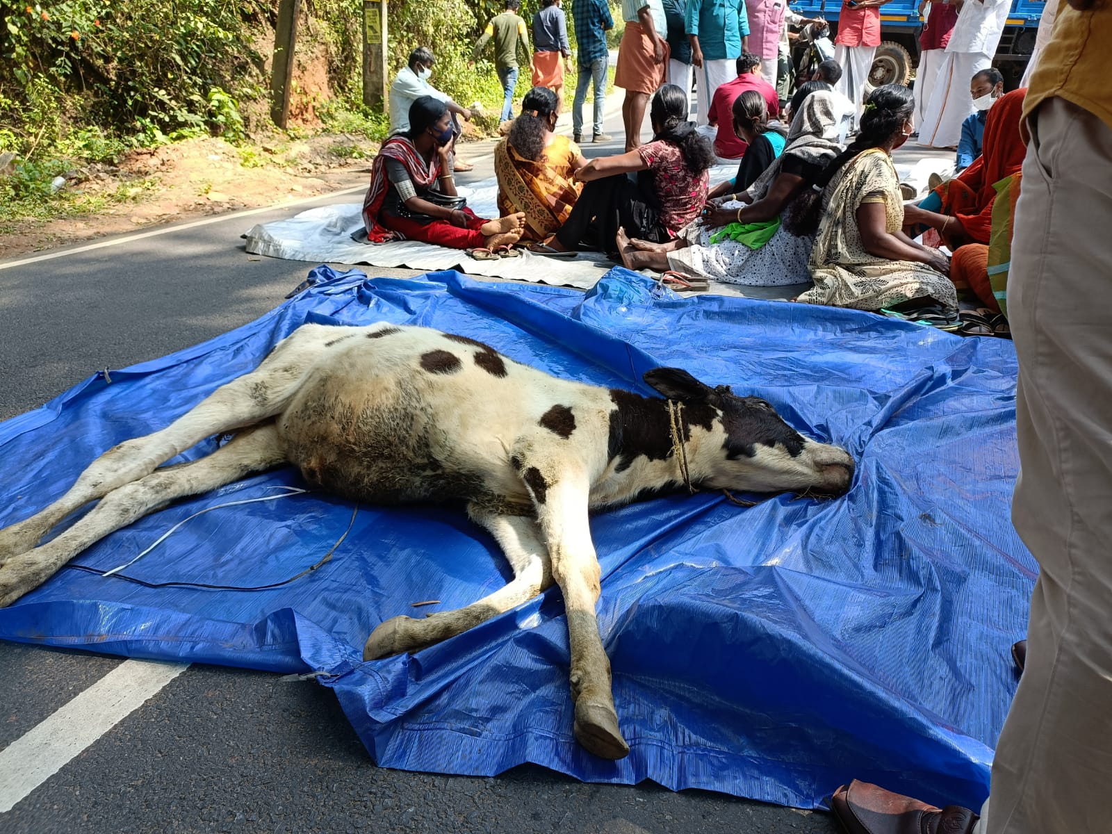 കടുവക്ക് കൂട് വെച്ചില്ല : നാട്ടുകാർ മൈസൂർ റോഡ് ഉപരോധിക്കുന്നു.