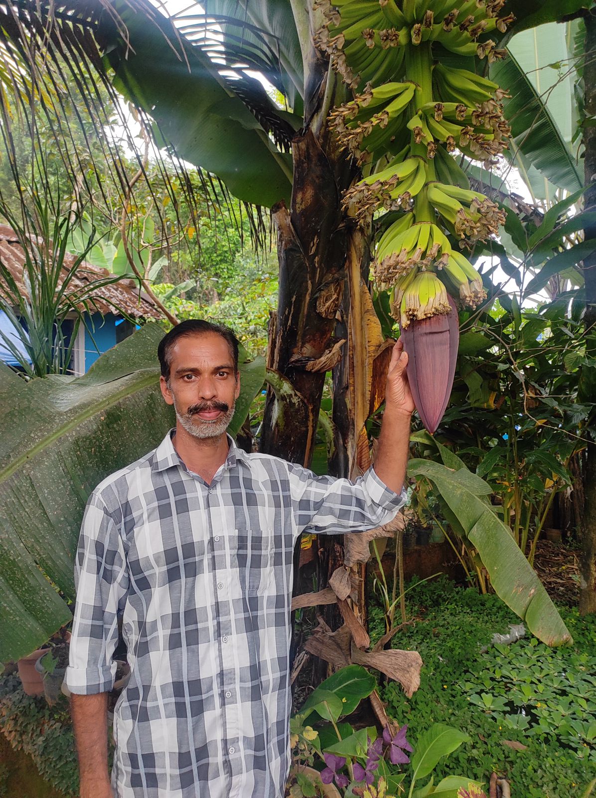 വാഴ വൈവിധ്യത്തിന്റെ അഴകുമായി നിശാന്തിന്റെ കൃഷിയിടം