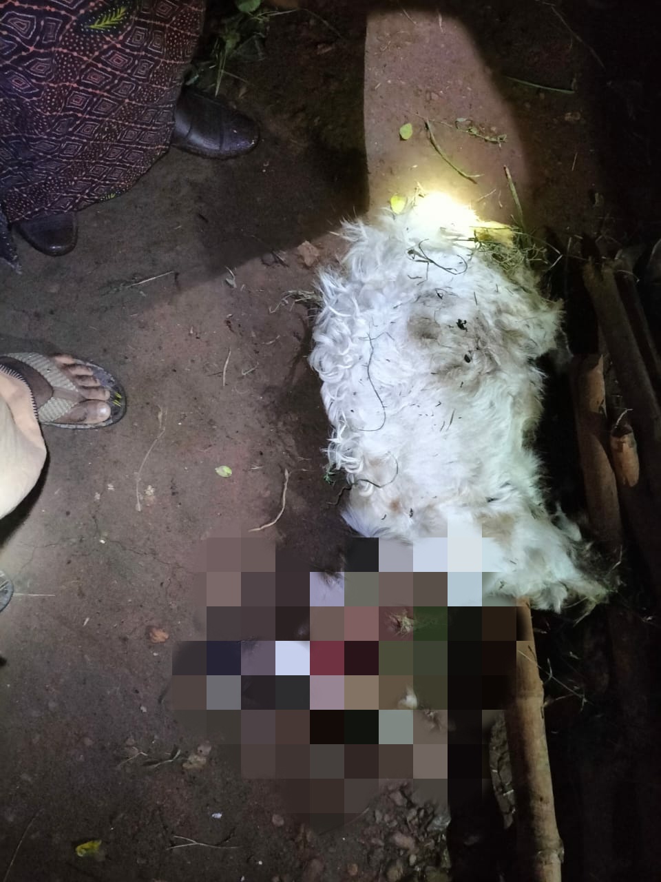 കെണി ഒരുക്കിയ കൂട്ടിൽ കയറാതെ കടുവ : തൊഴുത്തിൽ കയറി ആടിനെ കൊന്നു