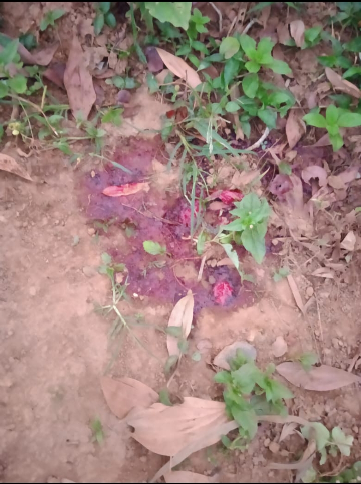 കടുവയെ മയക്ക് വെടിവെച്ച് പിടികൂടാൻ ശ്രമം; ഒരുക്കങ്ങളായി