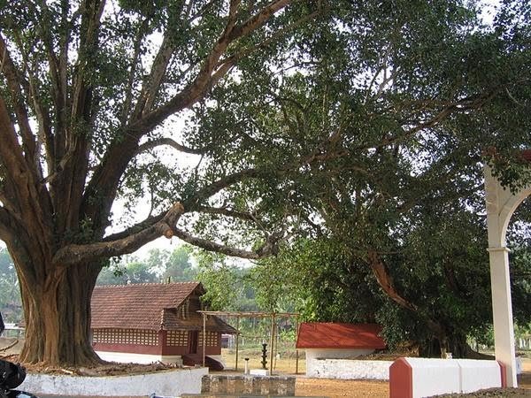 ശ്രീ വള്ളിയൂർക്കാവ് ഭഗവതിക്ഷേത്ര ഉത്സവം മാർച്ച് 15 മുതൽ 28 വരെ