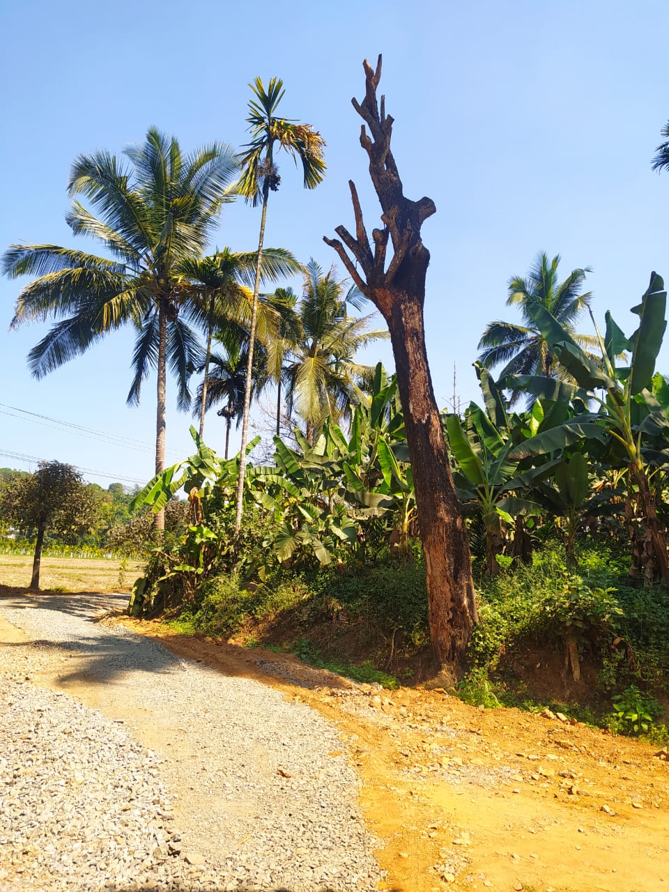 ഉണങ്ങിയ മരം അപകട ഭീഷണി ഉയർത്തുന്നു