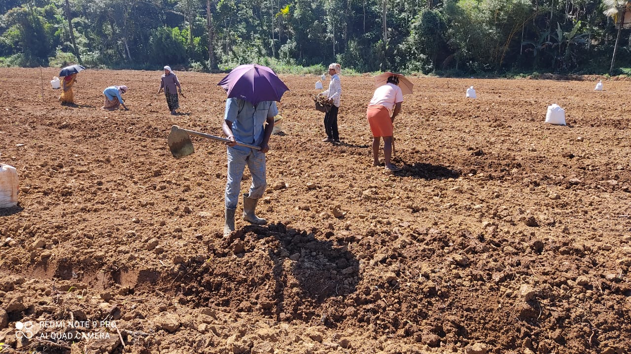 കൊച്ചിയിലെ ഫ്ലാറ്റിലിരുന്ന് വയനാട്ടിലെ കൃഷിയിൽ പങ്കാളിയാകാം;വിഷുവിന് പയർ ഇപ്പോൾ ബുക്ക് ചെയ്യാം