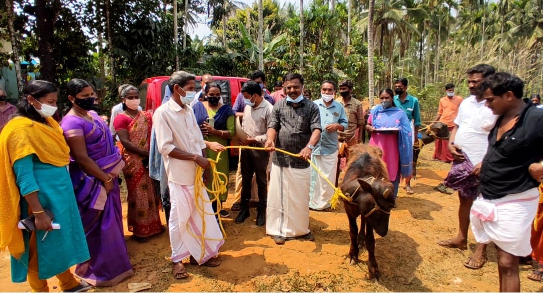 എസ്.ടി കുടുംബങ്ങള്‍ക്ക് പോത്തുകുട്ടി വിതരണം നടത്തി