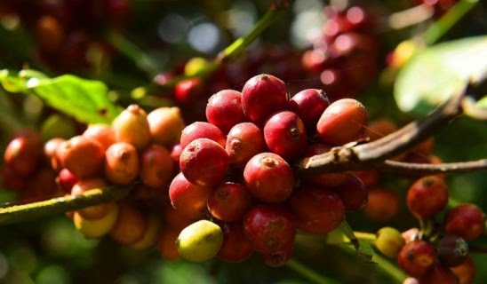 കാപ്പിക്ക് കിലോക്ക് 10 രൂപ അധിക വില: ഉദ്ഘാടനം നാളെ