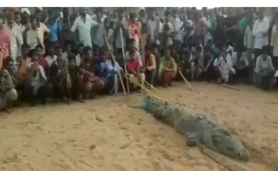 കുട്ടിയെ മുതലവിഴുങ്ങിയെന്ന് സംശയം: വയറു കീറാൻ ശ്രമം