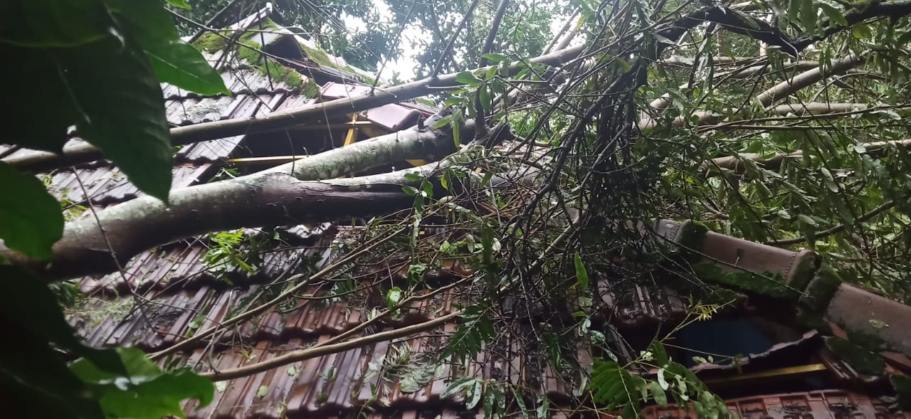 മരംവിണ് വീടിൻ്റെ മേൽക്കൂര പൂർണ്ണമായും തകർന്നു