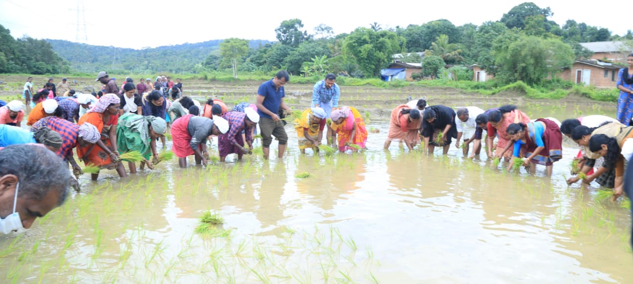 കാർഷിക സംസ്കൃതി ഉണർത്തി കമ്പളനാട്ടി