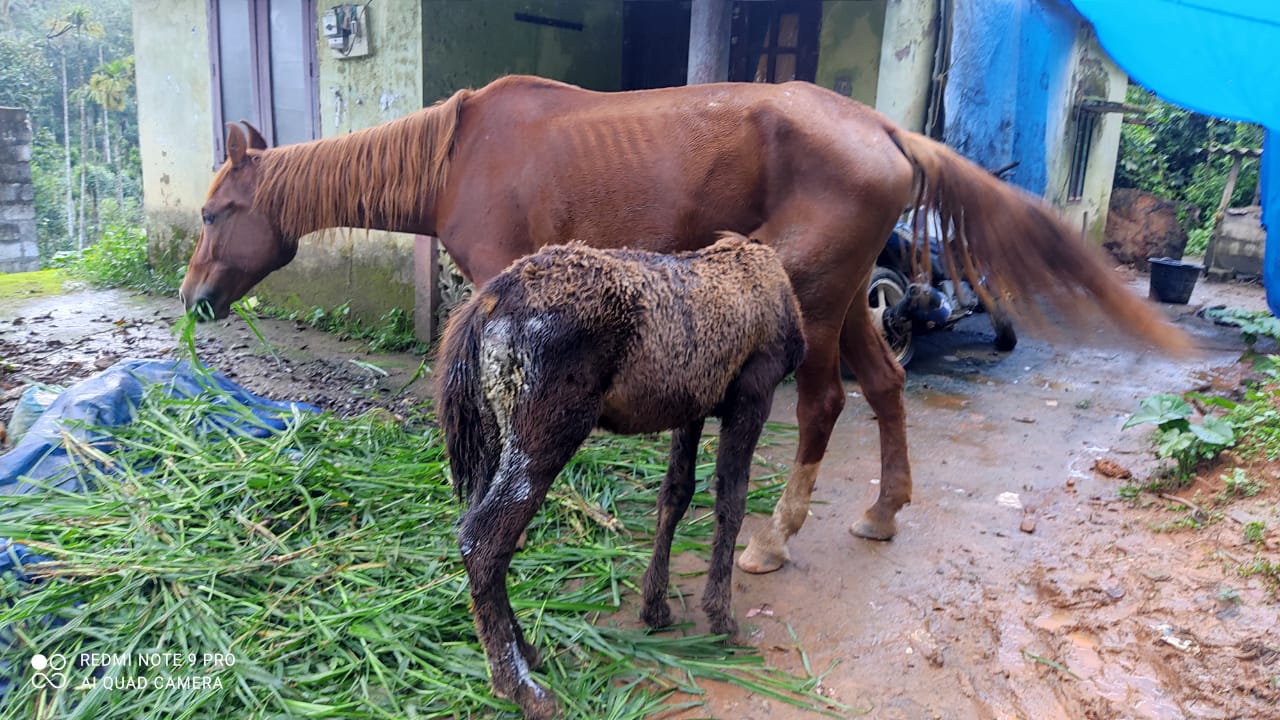 കുതിരക്കും രക്ഷയില്ല: നായ്ക്കുട്ടം കുതിരക്കുട്ടിയെ കടിച്ചുകീറി.