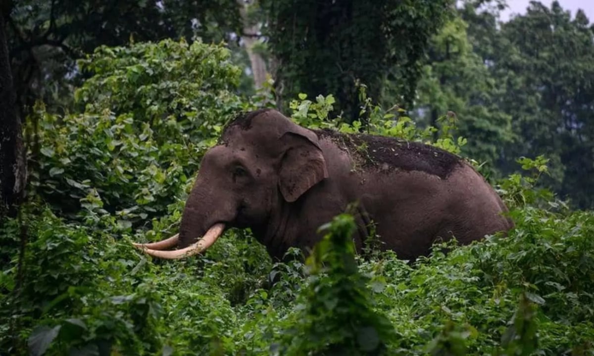 അട്ടപ്പാടിയില്‍ കാട്ടാനയുടെ ആക്രമണത്തില്‍ യുവാവിന് പരിക്ക്