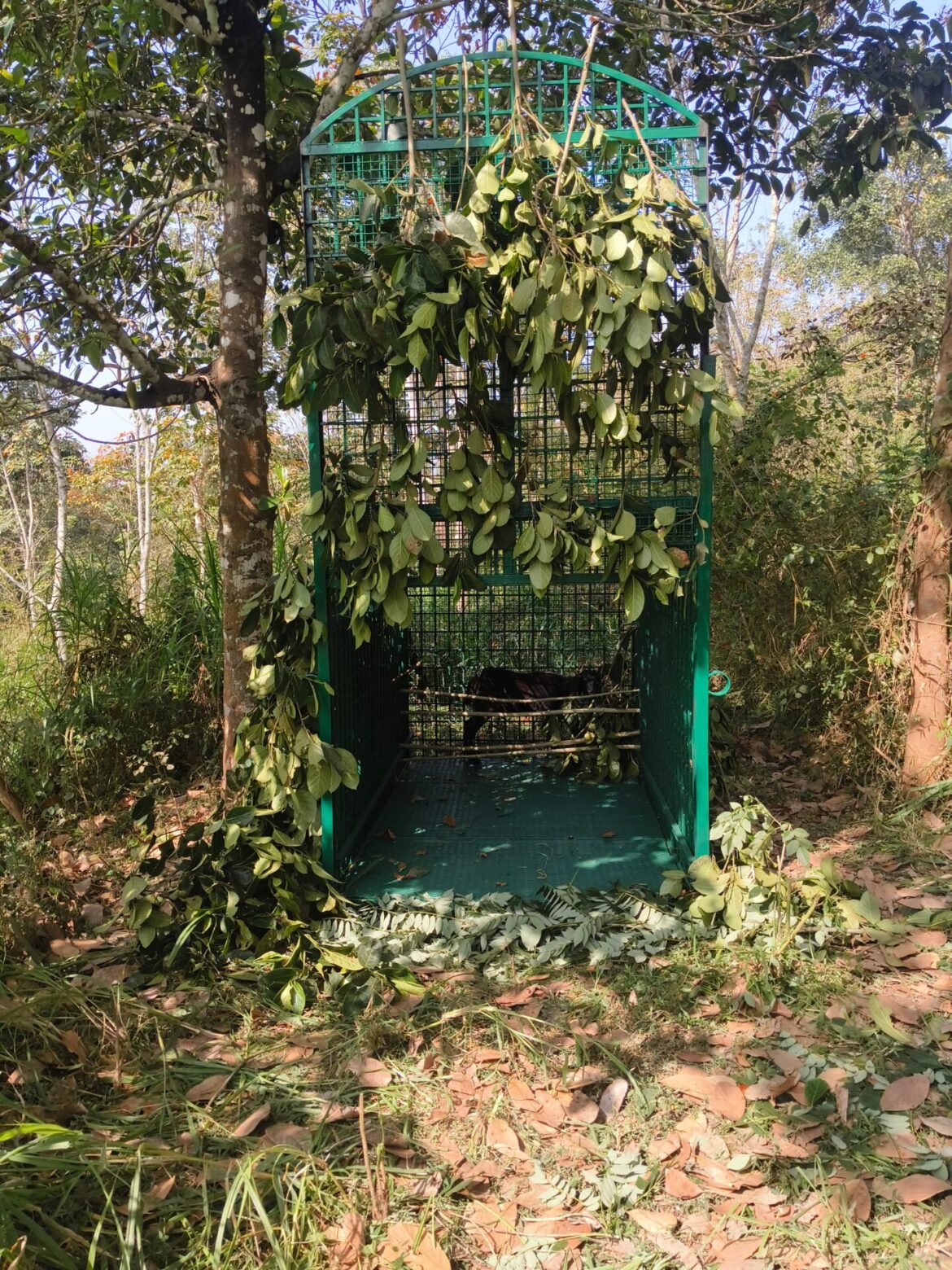 അമരക്കുനിയിൽ: കടുവക്കായി ഒരു കൂട് കൂടി സ്ഥാപിച്ചു