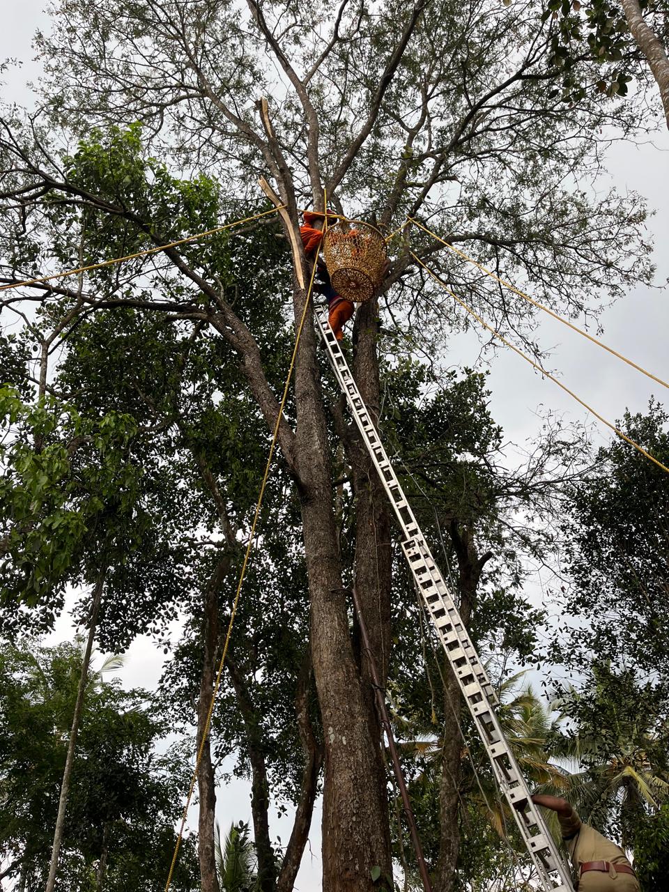 പനമരം പാലുകുന്ന് പുളി മരത്തിൽ കുടുങ്ങിയ യാളെ മാനന്തവാടി അഗ്നിരക്ഷാസേന രക്ഷപ്പെടുത്തി