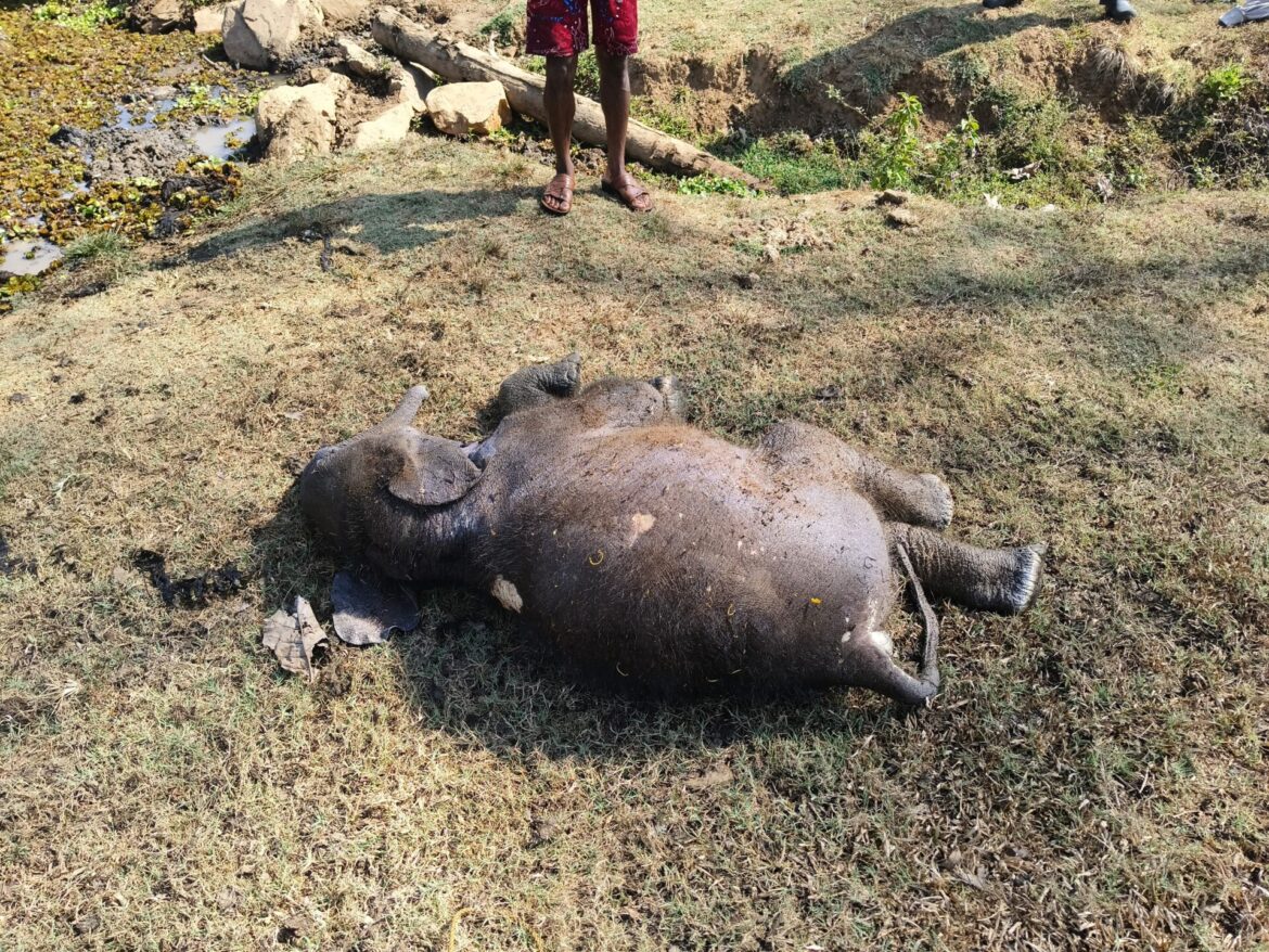 കുട്ടിക്കൊമ്പനെ ചരിഞ്ഞ നിലയിൽ കണ്ടെത്തി