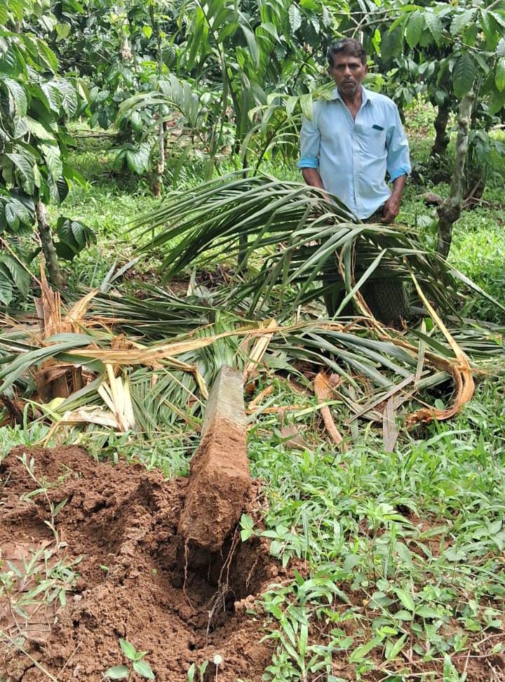 കാപ്പിക്കുന്നിൽ കയ്യെത്തും ദൂരത്ത് കാട്ടാന