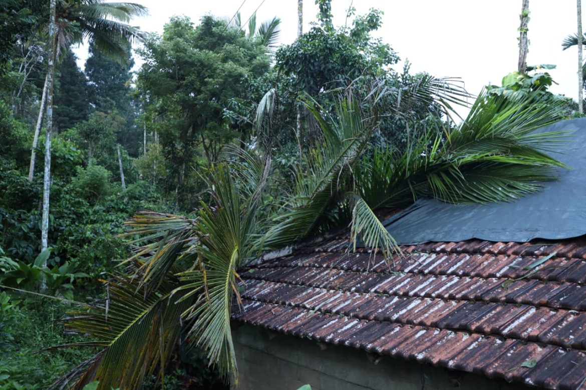 ഇരുളം ഓർക്കടവിൽ കാട്ടാന വീടിന് മുകളിലേക്ക് തെങ്ങ് മറിച്ചിട്ടു;വീട്ടുകാർ രക്ഷപ്പെട്ടത് തലനാരിഴക്ക്