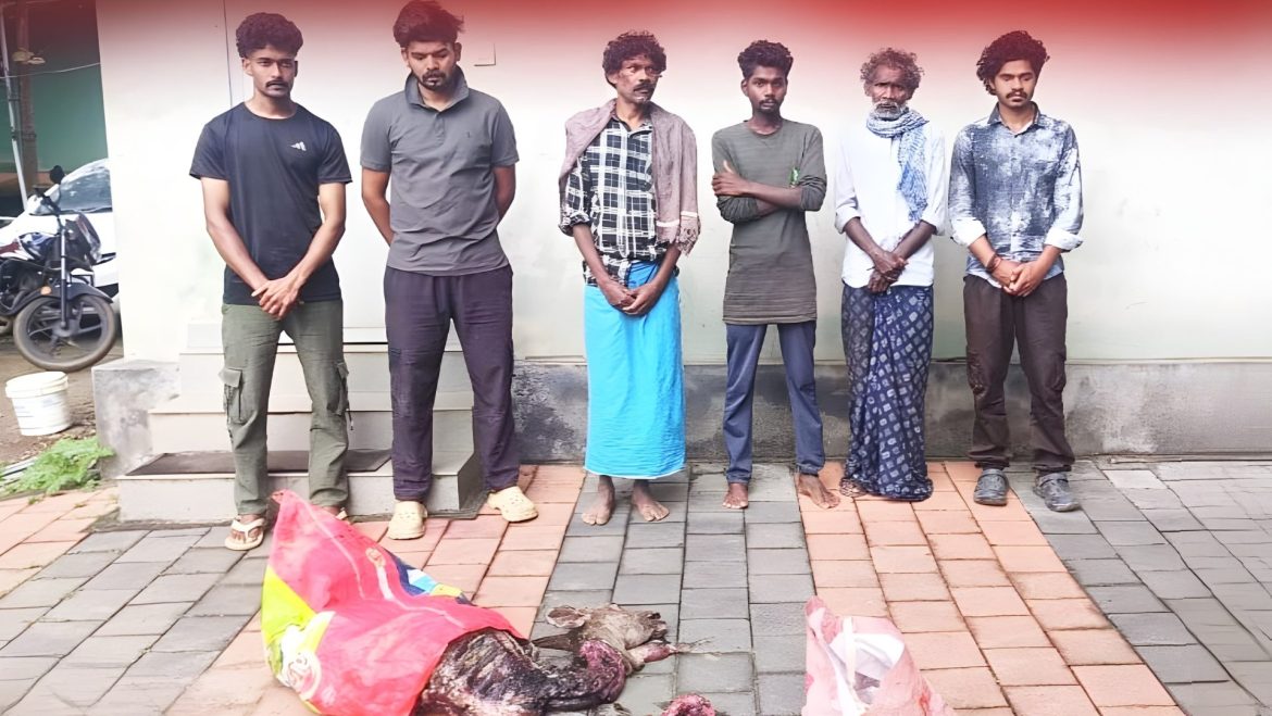 ഇരുളം ഫോറസ്റ്റ് സ്റ്റേഷൻ പരിധിയിലെ ചേലക്കൊല്ലി വനമേഖലയിൽ പുള്ളിമാനിനെ കെണിവെച്ച് പിടിച്ച ആറംഗ സംഘത്തെ വനംവകുപ്പ് അറസ്റ്റ് ചെയ്തു