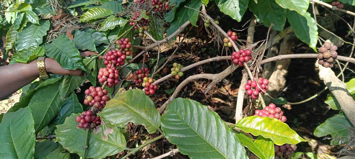 വയനാട്ടിൽ തണുപ്പ് കൂടി:കാപ്പിയുടെ ഉണക്ക് കുറഞ്ഞാൽ ഗുണത്തെയും വിലയെയും ബാധിക്കുമെന്ന് കോഫി ബോർഡിൻ്റെ മുന്നറിയിപ്പ്