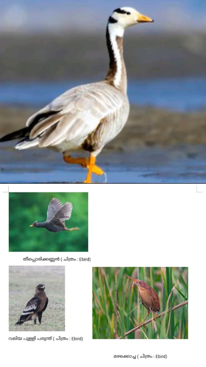 കുറിത്തലയൻ വാത്ത്:ഹിമാലയം കടന്ന് വന്ന അതിഥിയെ വയനാട്ടിലാദ്യമായി കണ്ടെത്തി