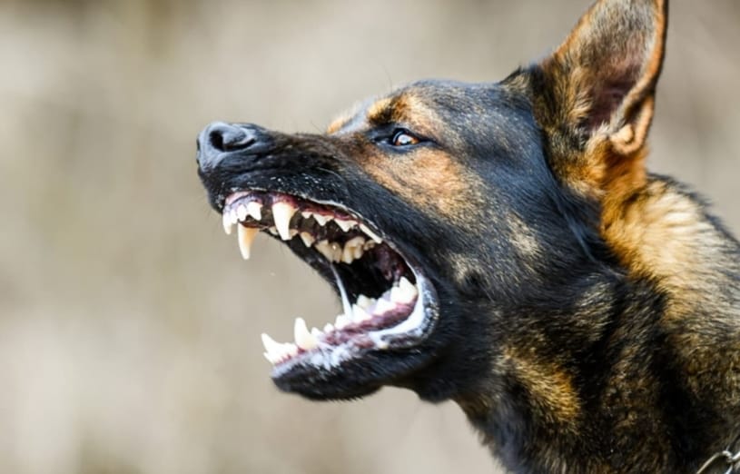 തേറ്റമല തെരുവുനായ ആക്രമണം:ആറുപേർക്ക് പരിക്ക്;ആക്രമിച്ച നായയെ ചത്ത നിലയിൽ കണ്ടെത്തി