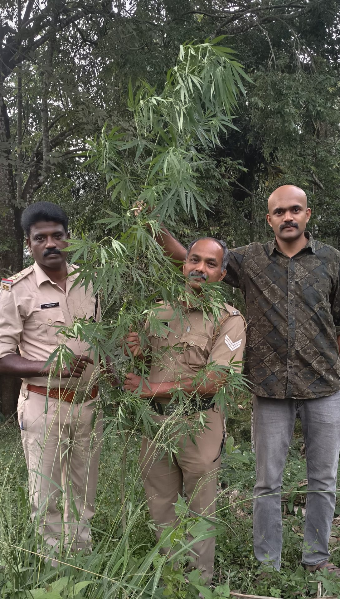 എക്സൈസ് റെയിഡിൽ 3 മീറ്ററോളം ഉയരമുള്ള കഞ്ചാവ് ചെടി കണ്ടെത്തി