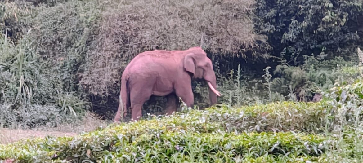 ചുണ്ട ചാരിറ്റി പ്രദേശങ്ങളിലിറങ്ങിയ കാട്ടുകൊമ്പൻ ഭീതിപരത്തുന്നു